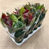 ANTHURIUM 12 CM ESSENSIA VINRÖD